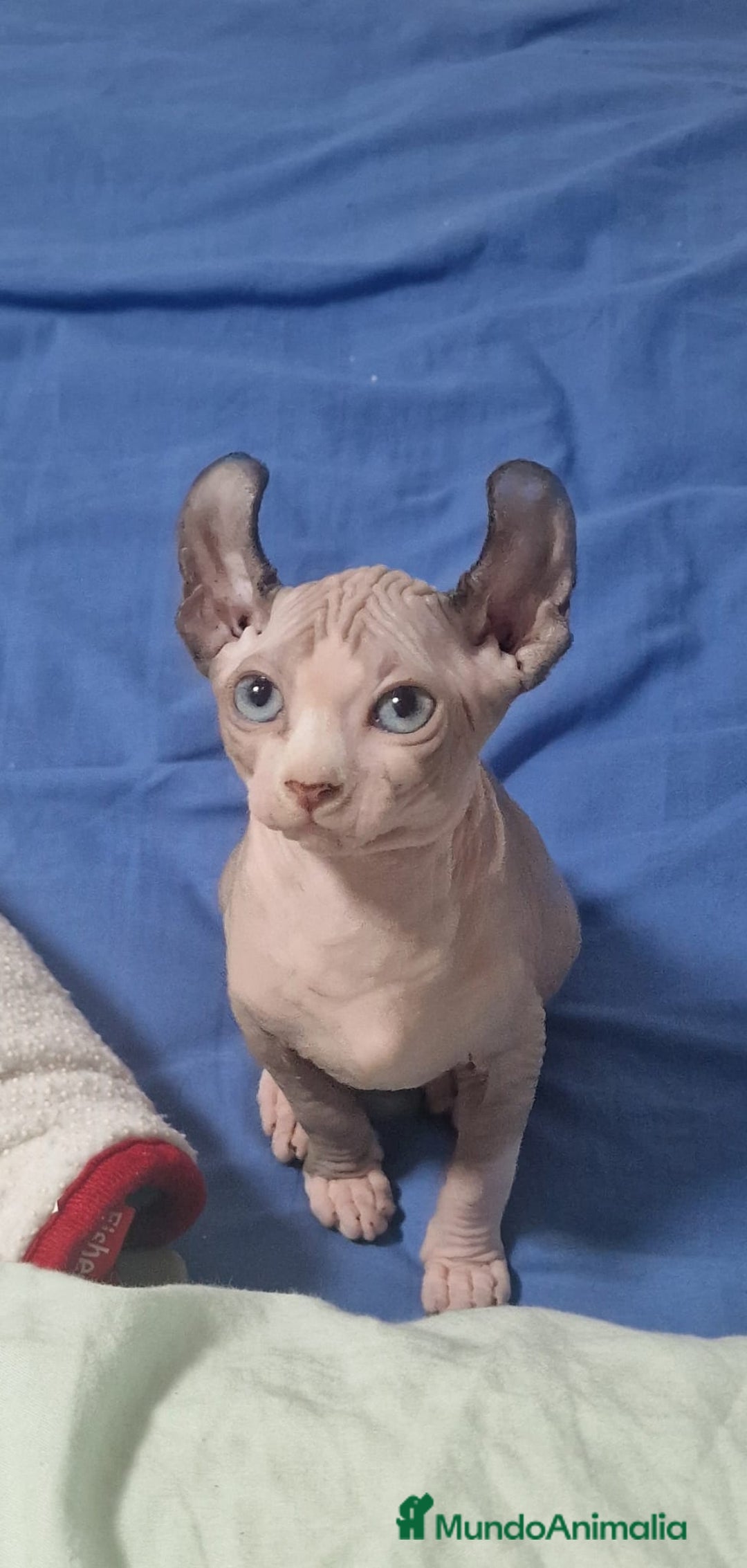 Otras razas gatos en venta: Elfos Hembra. Calidad y selección  - Imagen 1