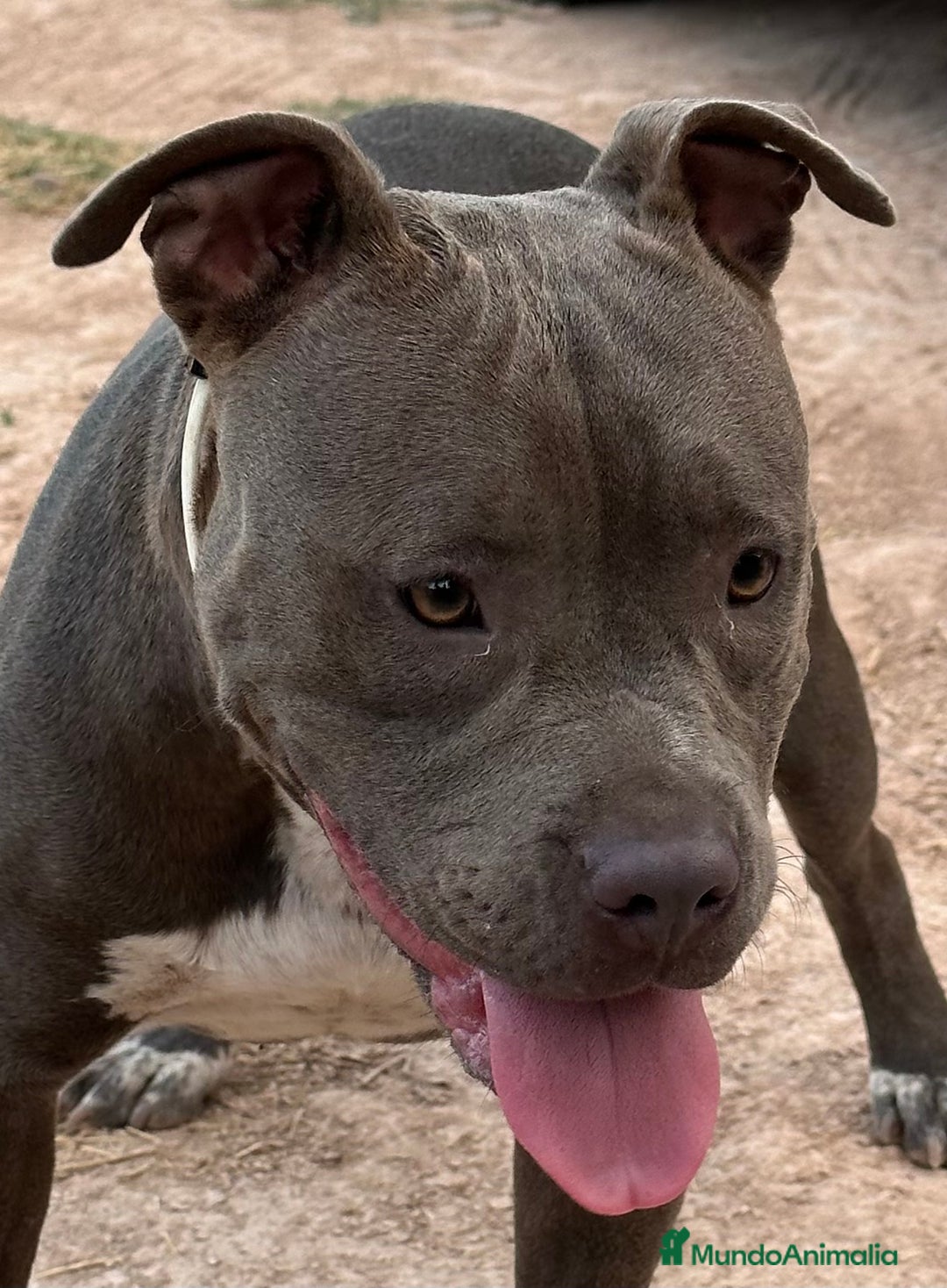 American Staffordshire-Terrier perros en venta: American Stanford, nueva Camada - Anuncio 35