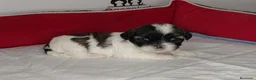 Shih Tzu perros en venta: shih tzu - Anuncio 9