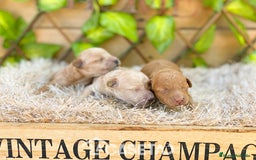 Caniche Toy perros en venta: Camada de Dinamita  - Imagen 2