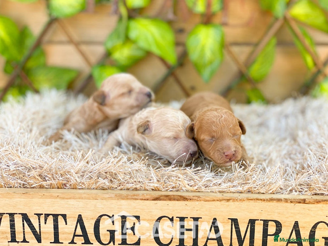 Caniche Toy perros en venta: Camada de Dinamita  - Imagen 2