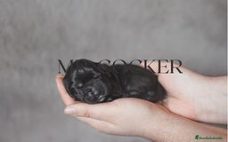 Cocker Spaniel Inglés perros en venta: Cocker Spaniel Ingés, cachorros - Anuncio 2