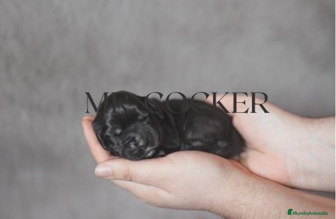 Cocker Spaniel Inglés perros en venta: Cocker Spaniel Ingés, cachorros - Anuncio 2