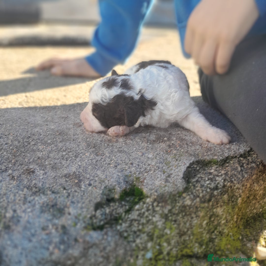 Perro de Agua Español perros en venta: PERRO DE AGUA ESPAÑOL - Anuncio 5