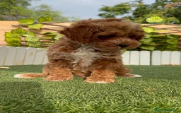 Caniche Toy perros en venta: CANICHE TOY MACHO - Imagen 3