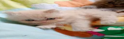 Himalayo gatos en venta: Gatito persa himalayo listo para entregar - Anuncio 12
