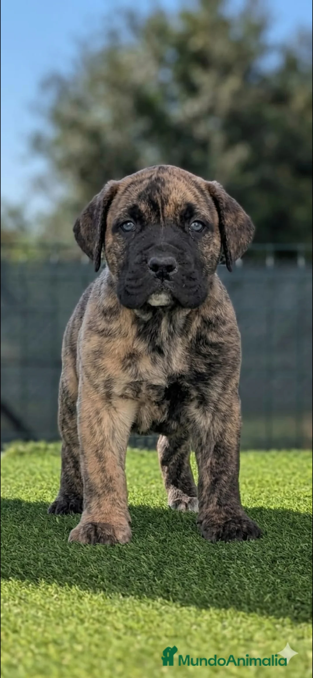 Presa Canario perros en venta: Presas canario - Anuncio 2