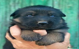 Pastor Alemán perros en venta: Cachorros de pastor alemán  en Salamanca - Imagen 8