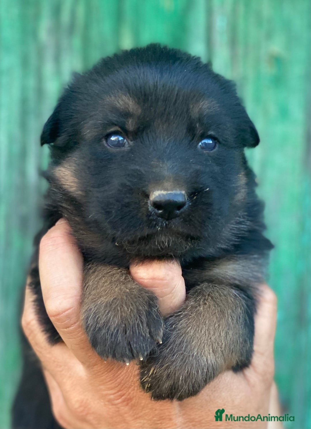 Pastor Alemán perros en venta: Cachorros de pastor alemán  en Salamanca - Imagen 8