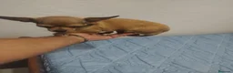Chihuahua perros en venta: Chihuahua hembra crema  - Anuncio 2