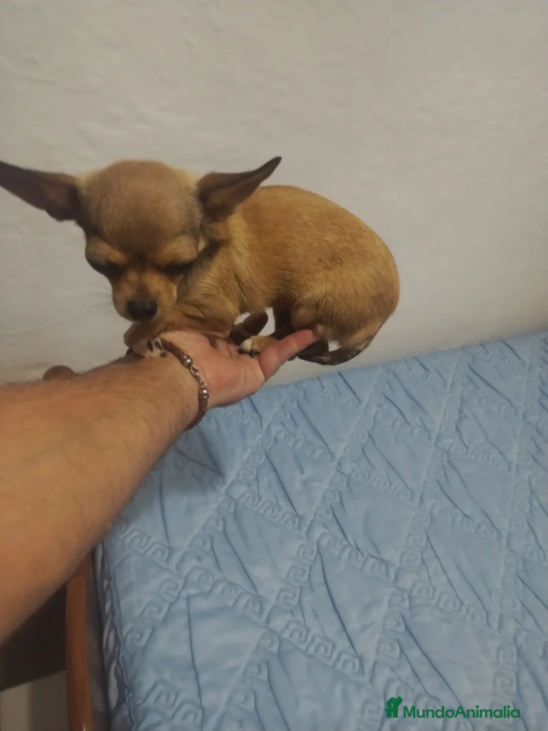 Chihuahua perros en venta: Chihuahua hembra crema  - Anuncio 2