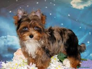 Biewer Yorkshire Terrier a la Pom Pon perros Hembra Yorkshire con ojos azules - Anuncio 1