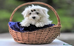 Bichón Maltés perros en venta: Camada de bichón maltés - Imagen 3