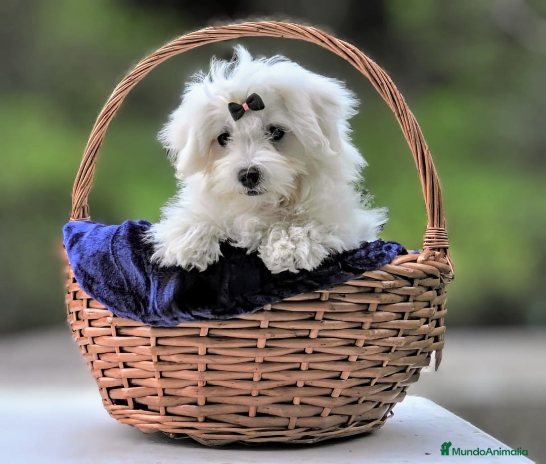 Bichón Maltés perros en venta: Camada de bichón maltés - Imagen 3