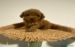Caniche Enano perros en venta: Preciosos Caniches  - Imagen 1