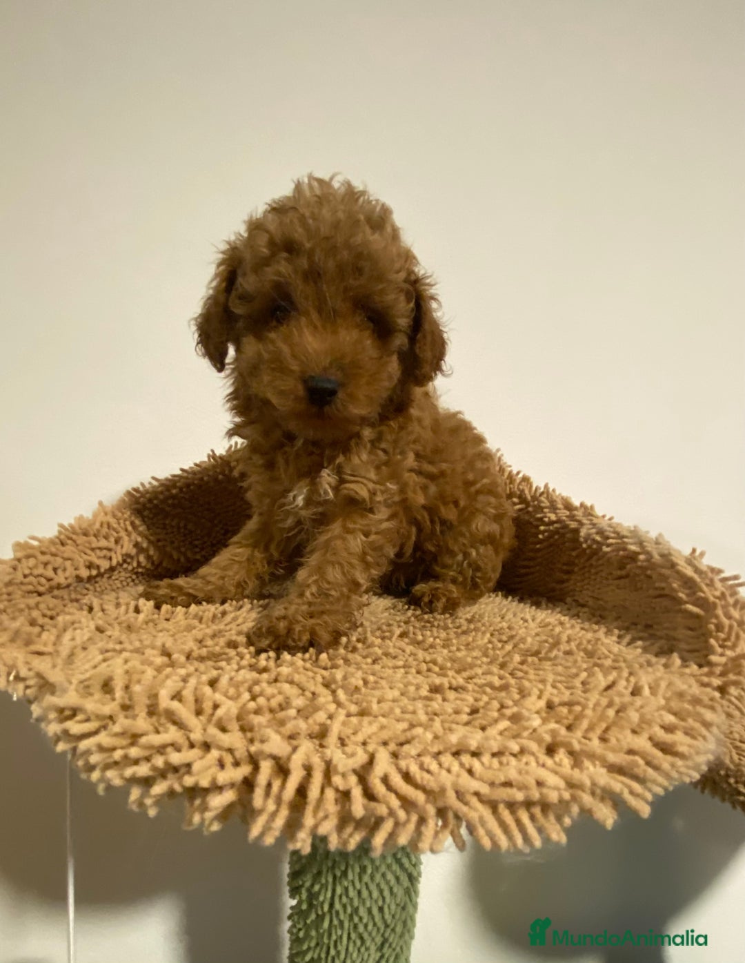 Caniche Enano perros en venta: Preciosos Caniches  - Imagen 1