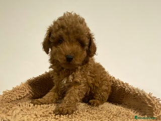 Caniche Enano perros - Anuncio 2