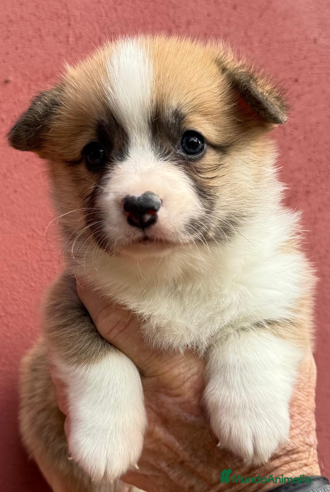 Welsh Corgi Pembroke perros Cachorros Corgi  | Criador pedigre garantia salud - Anuncio 1