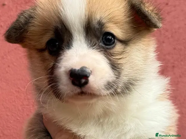 Welsh Corgi Pembroke perros en venta: Cachorros Corgi | Criador pedigre garantia salud - Anuncio 1