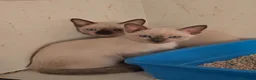 Otras razas gatos en venta: Gatitos crestados  - Anuncio 5