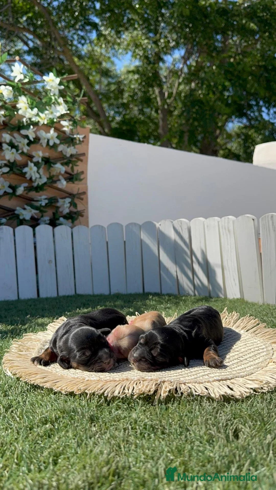 Cocker Spaniel Inglés perros en venta: COCKER SPANIEL INGLÉS  - Anuncio 2