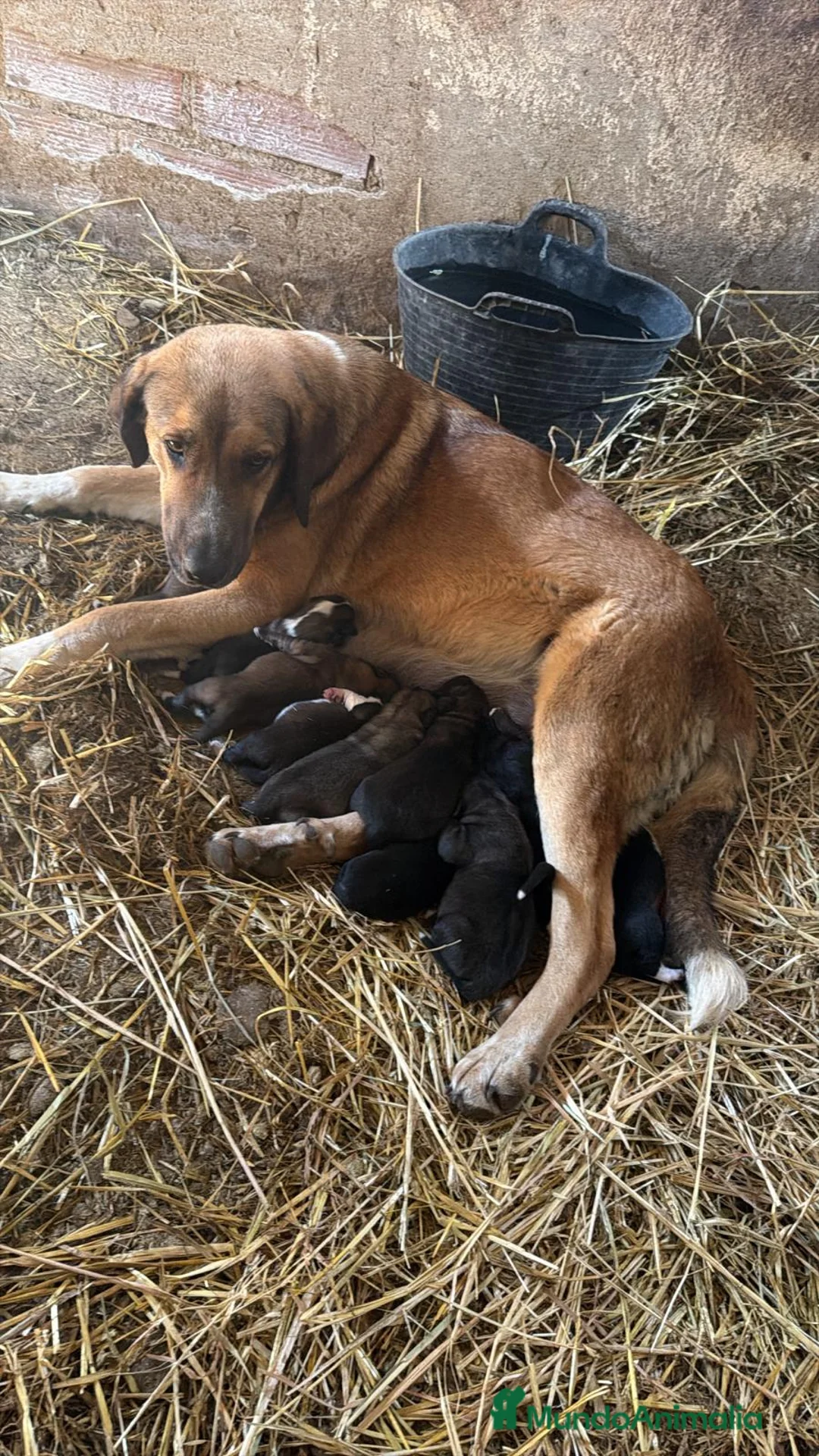 Raza Mixta perros en venta: Mestizo de mastín x Cáucaso  - Anuncio 1
