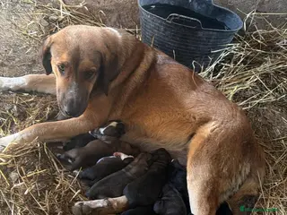 Raza Mixta perros Mestizo de mastín x Cáucaso - Anuncio 2