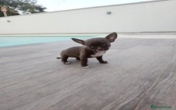 Chihuahua perros en venta: CHIHUAHUA HEMBRA - Imagen 8