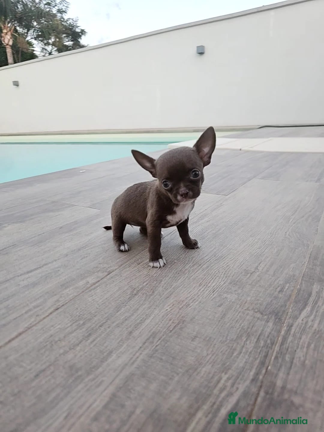 Chihuahua perros en venta: CHIHUAHUA HEMBRA - Imagen 8