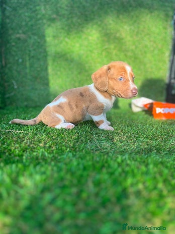 Teckel perros en Badajoz - Anuncio 3