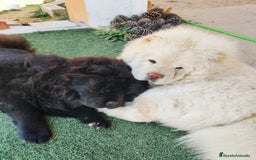 Chow Chow perros en venta: Chow chow - Anuncio 6