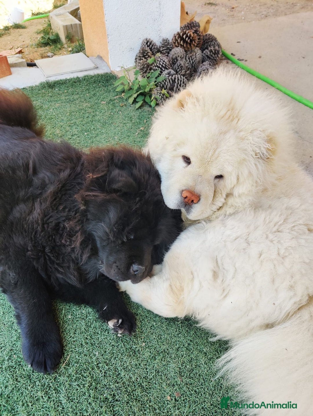 Chow Chow perros en venta: Chow chow - Anuncio 6