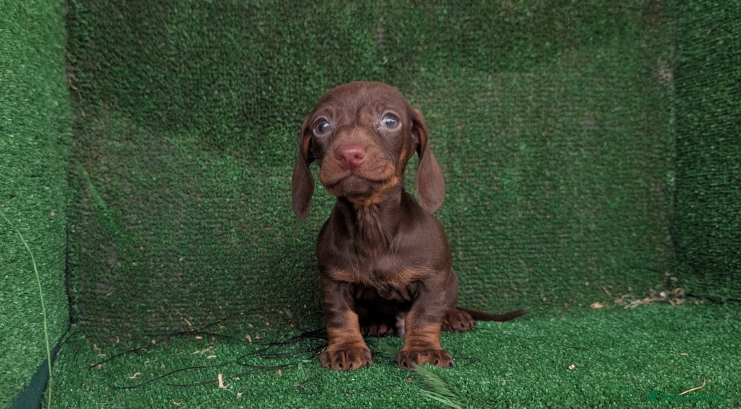 Teckel Miniatura perros en venta: Teckel miniatura  - Anuncio 4