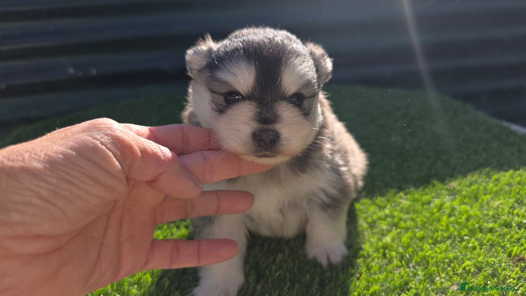 Pomsky perros en venta: Pomsky mini f5 - Anuncio 1