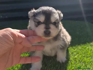 Pomsky perros Pomsky mini f5 - Anuncio 10