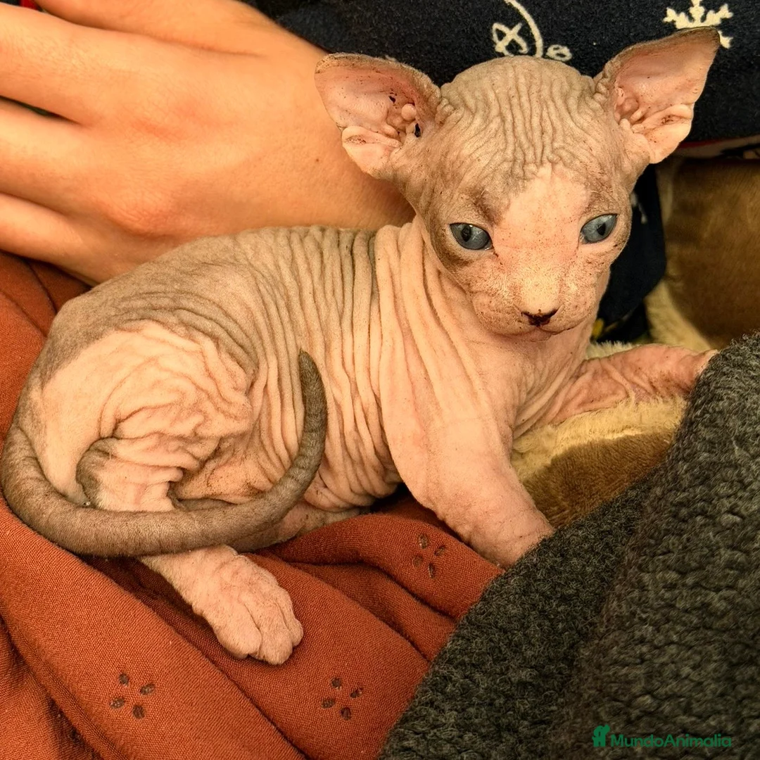Sphynx gatos en venta: Sphynx Bicolor  - Anuncio 4
