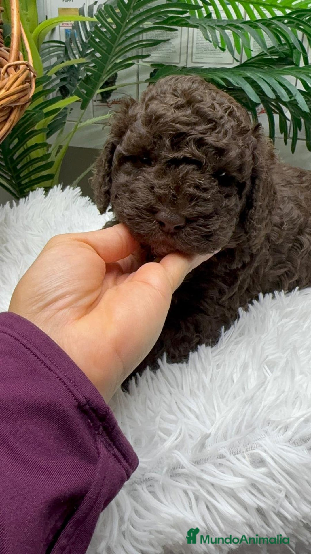 Perro de Agua Español perros en venta: PERRO DE AGUA ESPAÑOL MACHO - Anuncio 7