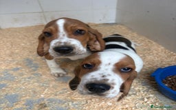 Basset Hound perros en venta: Último BASSET HOUND  - Anuncio 13