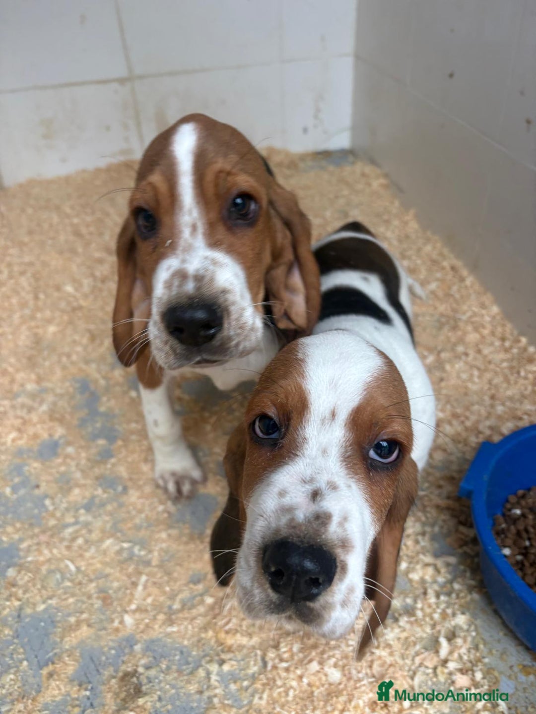 Basset Hound perros en venta: Último BASSET HOUND  - Anuncio 13