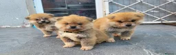 Akita Inu perros en venta: Preciosa Camada de Akita Inu - Anuncio 10