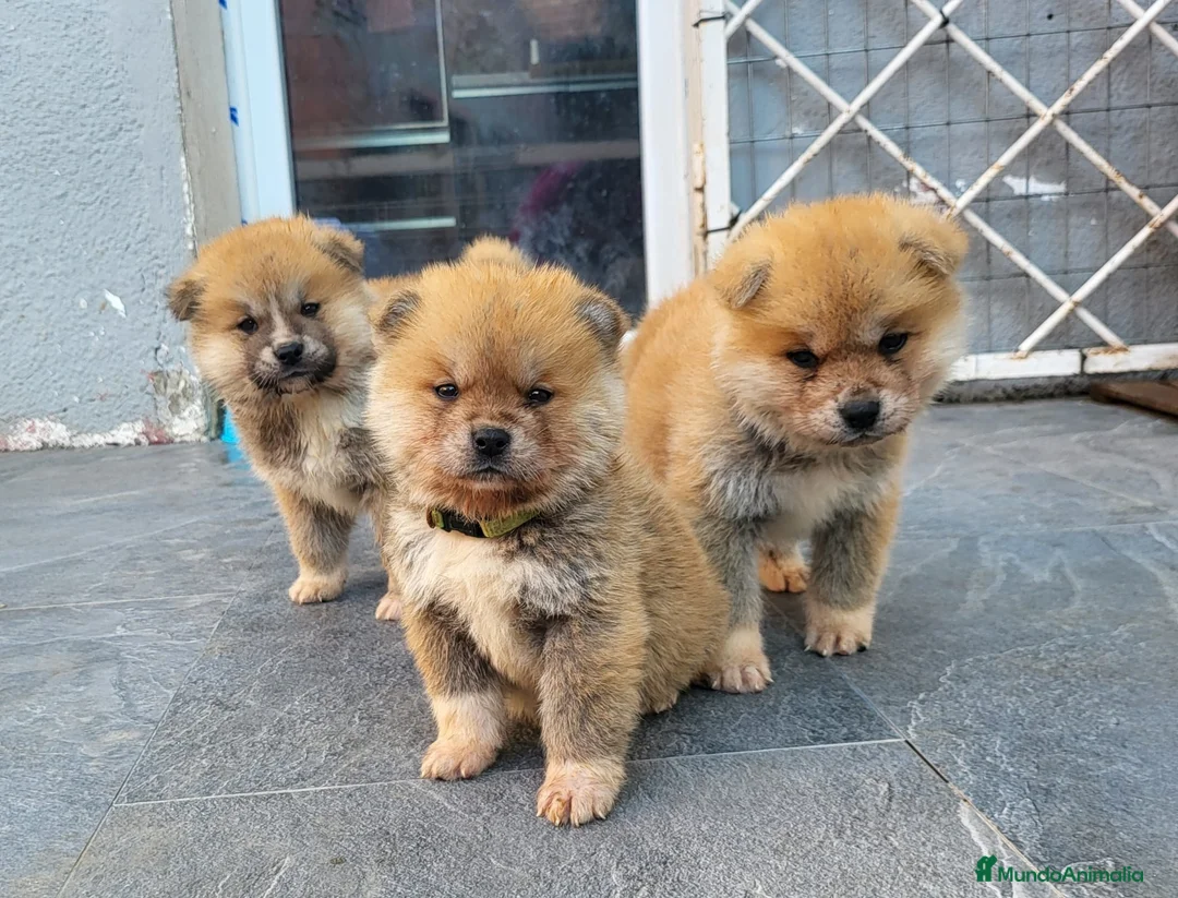 Akita Inu perros en venta: Preciosa Camada de Akita Inu - Anuncio 10