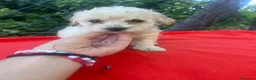 Maltipoo perros en venta: PRECIOSO MACHO DE MALTIPOO - Anuncio 2