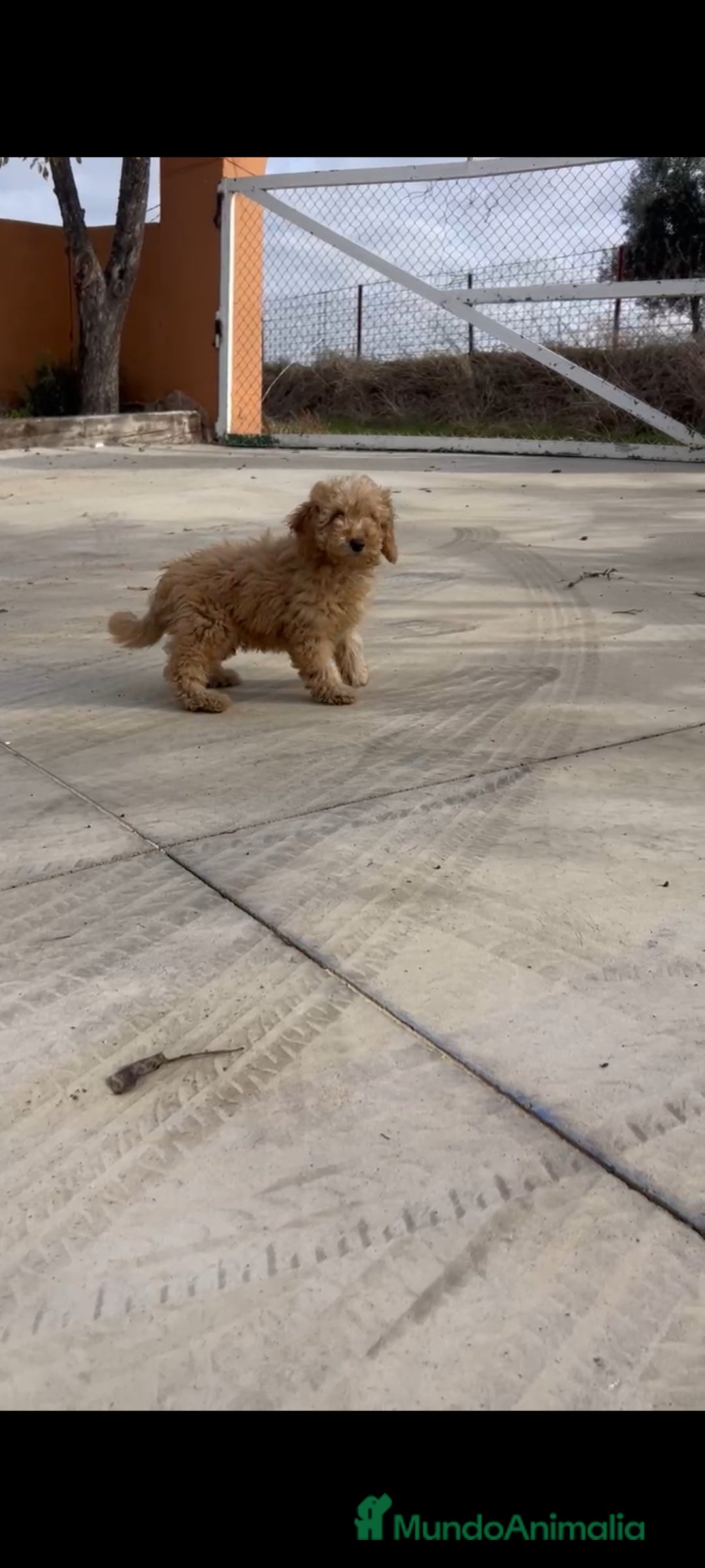 Caniche Enano perros en venta: Caniches enanos - Anuncio 7