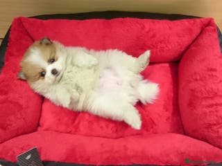 Pomerania perros Cachorros de Lulú de Pomerania en Barcelona - Anuncio 5