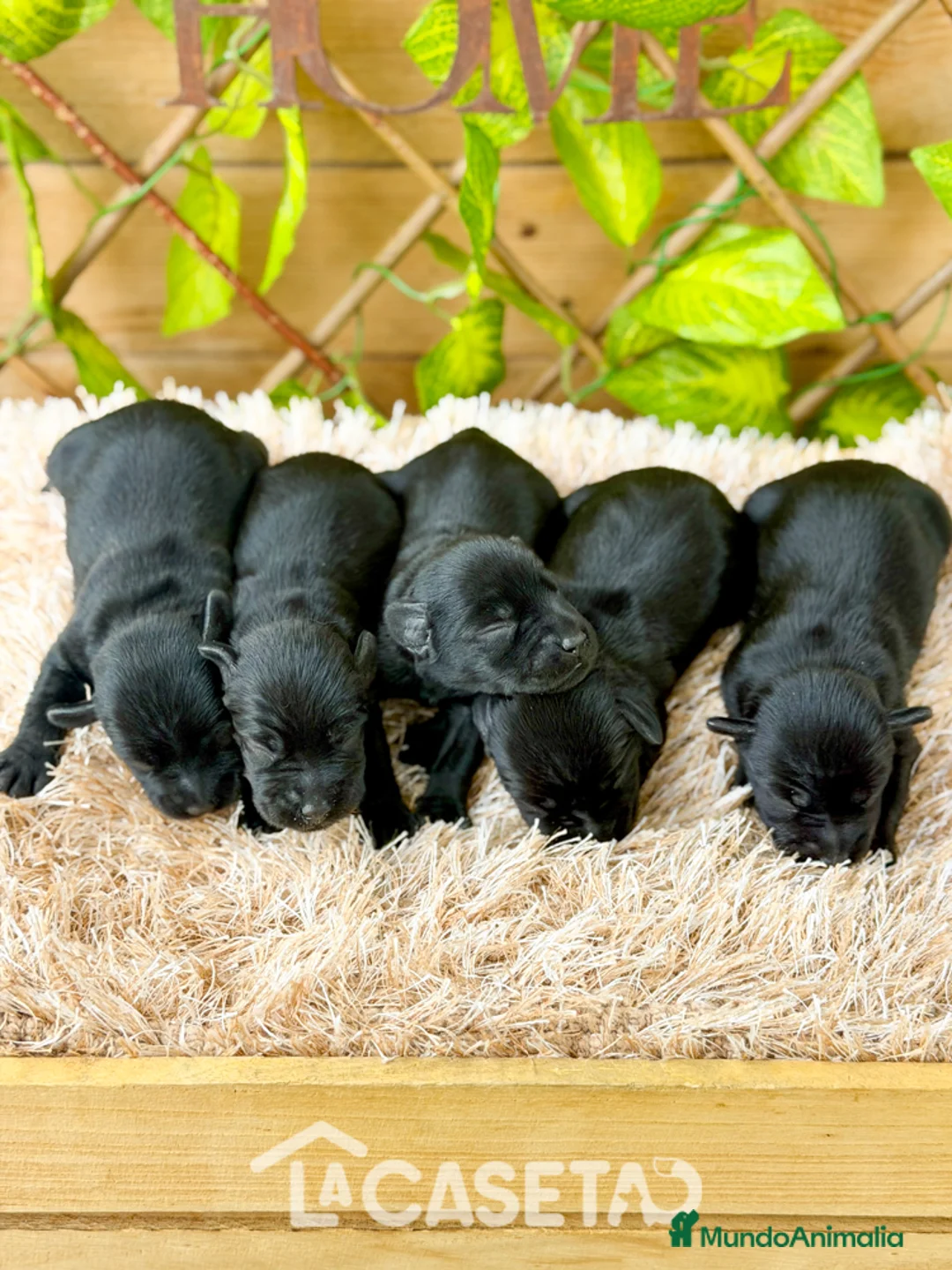 Schnauzer Miniatura perros en venta: Camada de Dasy  - Anuncio 1