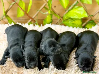 Schnauzer Miniatura perros Camada de Dasy - Anuncio 1