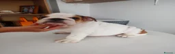Bulldog Inglés perros en venta: Cachorro de Bulldog Inglés  - Anuncio 2