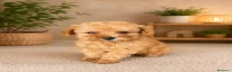 Caniche Toy perros en venta: Caniche toy  Benidorm - Anuncio 1