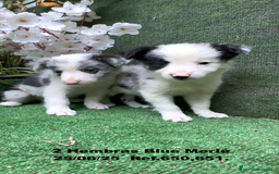 Border Collie perros en venta: BORDER COLLIE hembras Blue Merle - Imagen 10
