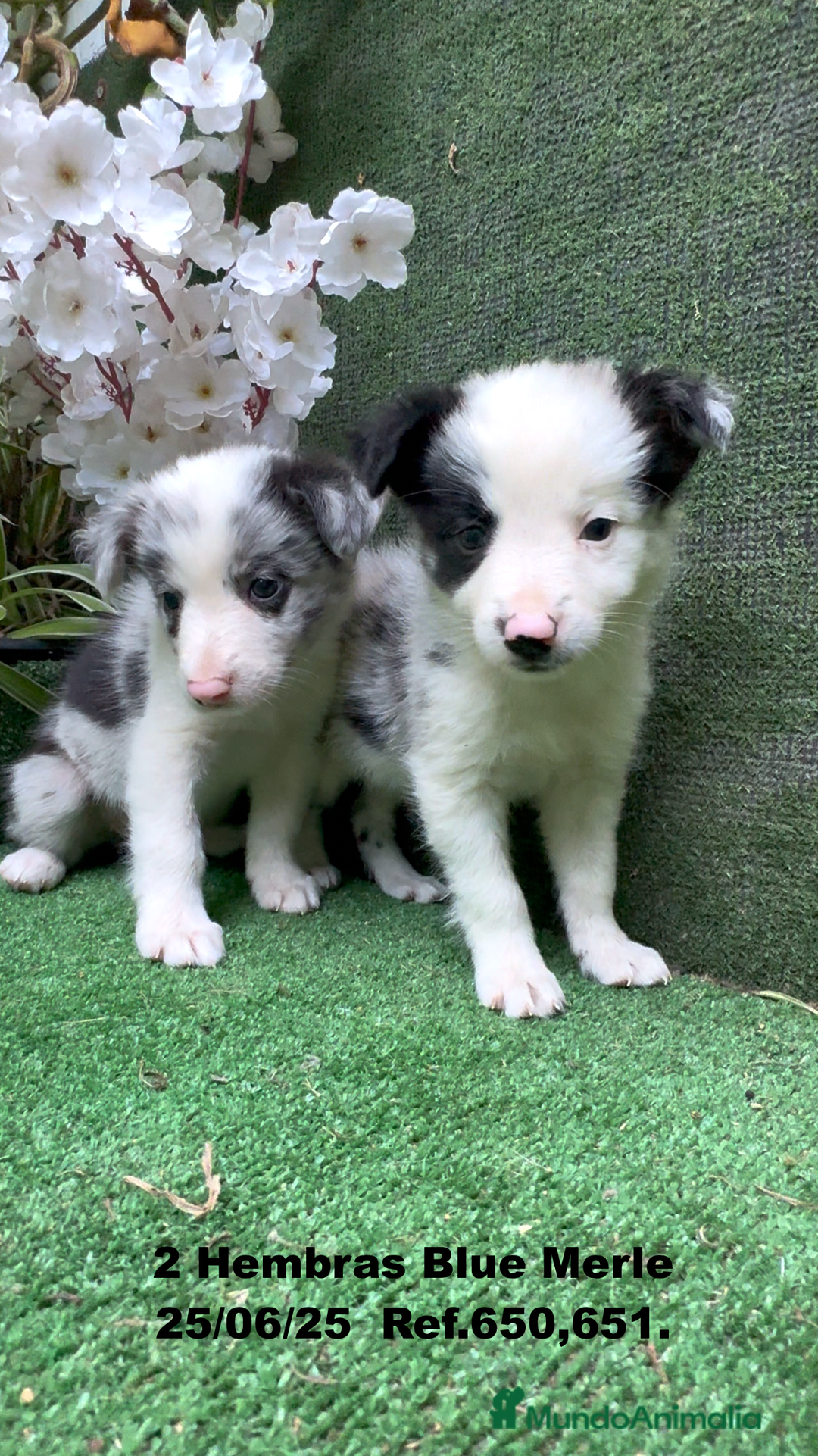 Border Collie perros en venta: BORDER COLLIE hembras Blue Merle - Imagen 10